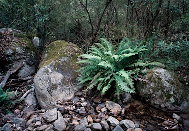 APII jpeg image of Blechnum nudum  © contact APII