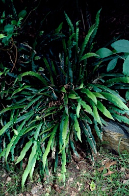 APII jpeg image of Blechnum patersonii  © contact APII