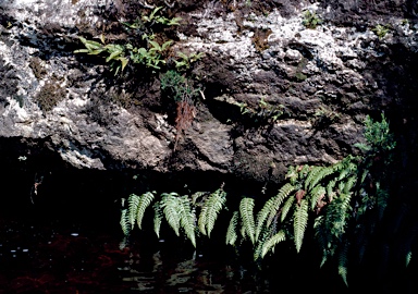 APII jpeg image of Blechnum vulcanicum  © contact APII