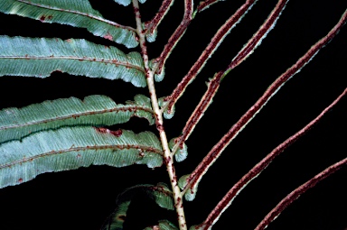 APII jpeg image of Blechnum wattsii  © contact APII