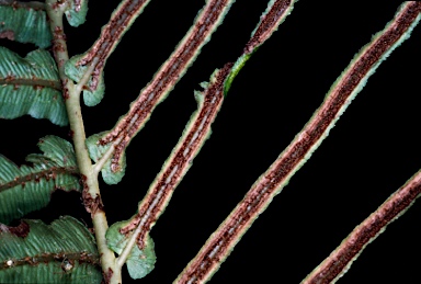 APII jpeg image of Blechnum wattsii  © contact APII