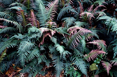 APII jpeg image of Blechnum neohollandicum  © contact APII