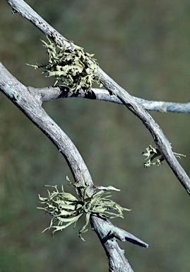 APII jpeg image of Ramalina  © contact APII