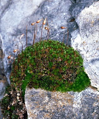 APII jpeg image of Gemmabryum pachythecum  © contact APII