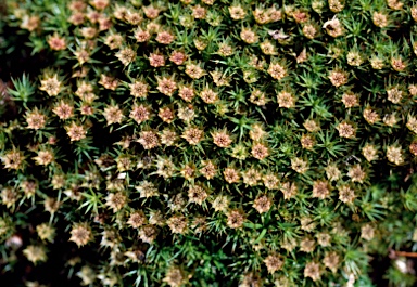 APII jpeg image of Polytrichum juniperinum  © contact APII