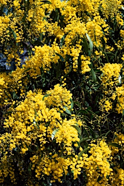 APII jpeg image of Acacia pycnantha  © contact APII