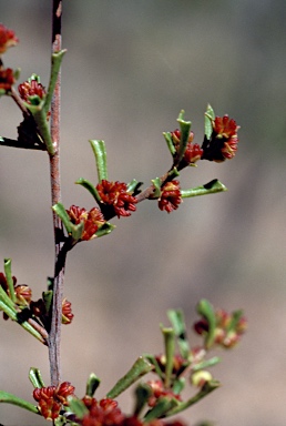 APII jpeg image of Dodonaea peduncularis  © contact APII