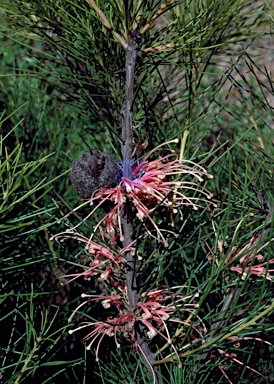 APII jpeg image of Hakea bakeriana  © contact APII