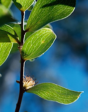 APII jpeg image of Hakea elliptica  © contact APII