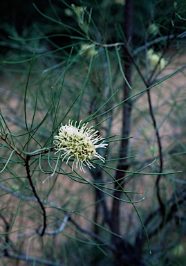 APII jpeg image of Hakea lorea subsp. lorea  © contact APII