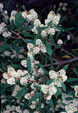 APII jpeg image of Hakea nitida  © contact APII