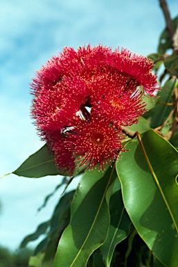 APII jpeg image of Corymbia ptychocarpa  © contact APII