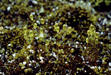 APII jpeg image of Gemmabryum pachytheca  © contact APII