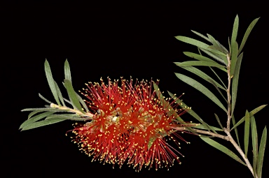 APII jpeg image of Callistemon  © contact APII