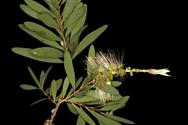 APII jpeg image of Callistemon citrinus  © contact APII