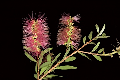 APII jpeg image of Callistemon 'Briar Hill'  © contact APII