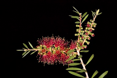 APII jpeg image of Callistemon rugulosus  © contact APII