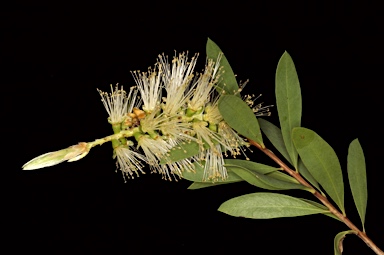 APII jpeg image of Callistemon citrinus 'Demesne White'  © contact APII