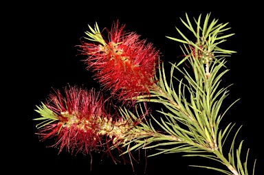 APII jpeg image of Callistemon subulatus  © contact APII