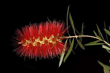 APII jpeg image of Callistemon viminalis 'Demesne Farm'  © contact APII