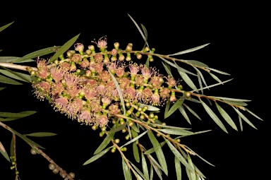 APII jpeg image of Callistemon 'Apricot Pink'  © contact APII