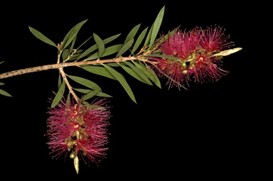 APII jpeg image of Callistemon megalongensis  © contact APII