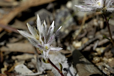 APII jpeg image of Ptilotus fasciculatus  © contact APII