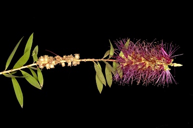 APII jpeg image of Callistemon 'Mt. Drummer'  © contact APII