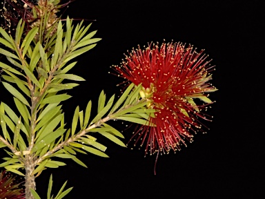 APII jpeg image of Callistemon pearsonii  © contact APII