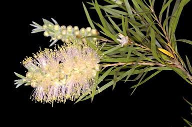 APII jpeg image of Callistemon 'Koreelah Creek'  © contact APII