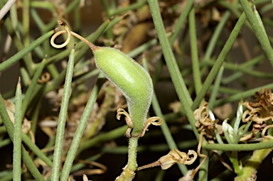 APII jpeg image of Hakea pulvinifera  © contact APII