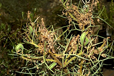 APII jpeg image of Hakea pulvinifera  © contact APII