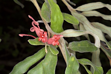 APII jpeg image of Grevillea mollis  © contact APII