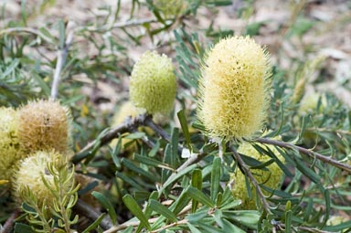 APII jpeg image of Banksia marginata 'Cape Patterson Dwarf'  © contact APII