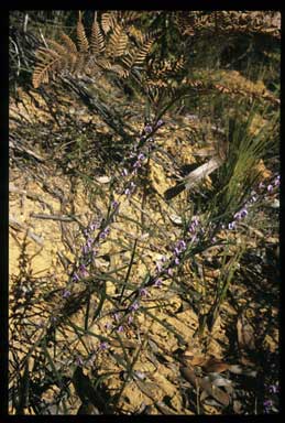 APII jpeg image of Hovea linearis  © contact APII