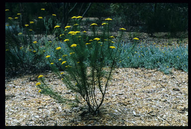 APII jpeg image of Cassinia leptocephala subsp. leptocephala  © contact APII