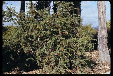 APII jpeg image of Grevillea alpina  © contact APII