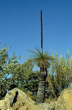 APII jpeg image of Xanthorrhoea johnsonii  © contact APII