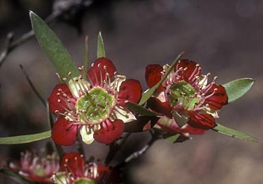 APII jpeg image of Leptospermum spectabile  © contact APII