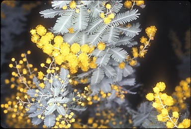 APII jpeg image of Acacia baileyana  © contact APII