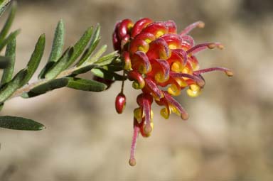 APII jpeg image of Grevillea 'Fireworks'  © contact APII