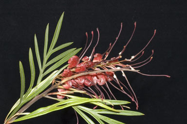 APII jpeg image of Grevillea 'Fire Sprite'  © contact APII