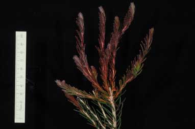 APII jpeg image of Calothamnus quadrifidus 'CalredGL'  © contact APII