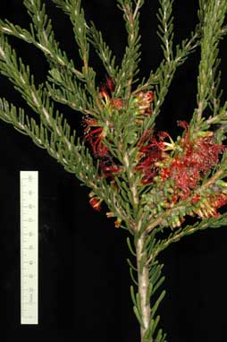 APII jpeg image of Calothamnus quadrifidus 'CalgreyGL'  © contact APII