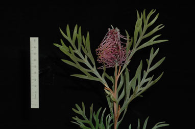 APII jpeg image of Grevillea 'Dorothy Gordon'  © contact APII