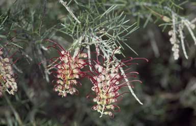 APII jpeg image of Grevillea 'Flame 'n Beauty'  © contact APII