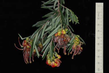 APII jpeg image of Grevillea 'Charlie's Angel'  © contact APII