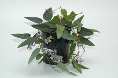 APII jpeg image of Hardenbergia 'Mystic Marvel'  © contact APII