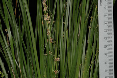 APII jpeg image of Lomandra 'Lime Tuff'  © contact APII