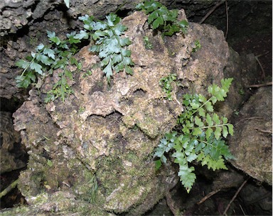 APII jpeg image of Asplenium listeri  © contact APII